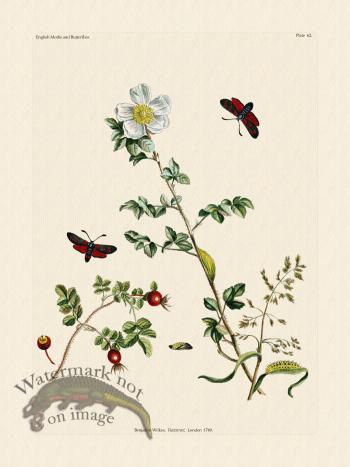 Wilkes Butterflies 062